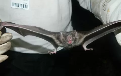 Itaituba registra 18 ataques de morcegos em área d