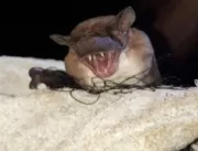 Morcegos sugadores de sangue atacam em garimpos no