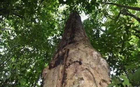 Pesquisadores descobrem espécie de árvore gigante na Mata Atlântica 