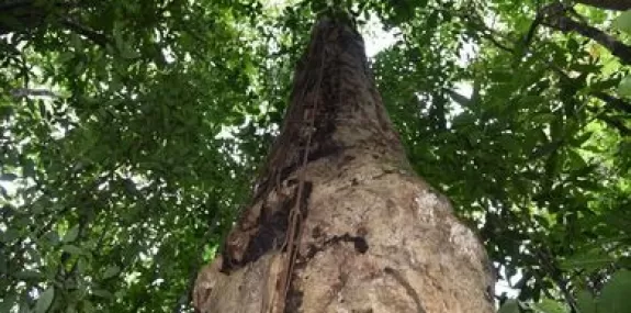 Pesquisadores descobrem espécie de árvore gigante 