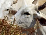 Brasil deve vacinar 161 milhões de bovinos e bubal