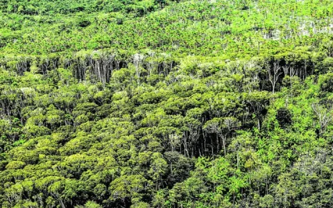 Retorno do Fundo Amazônia vai garantir R$ 2, 5 bil