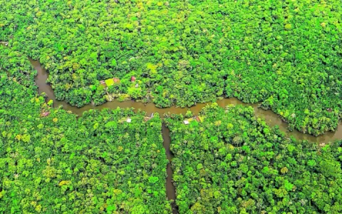 Pará apresenta ações na COP27 para preservação da 