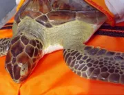 Subnutrida: tartaruga marinha é resgatada em Ponta