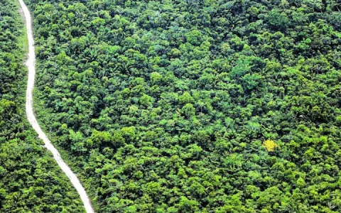 Pará registra redução de 15% no desmatamento 