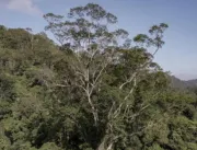 Semas cancela cadastros rurais em área de árvores gigantes 
