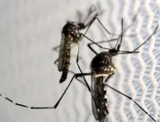 Agência Brasil explica diferença entre pernilongo e mosquito da dengue 
