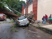 Àrvore cai e destrói veículos no bairro de Nazaré 