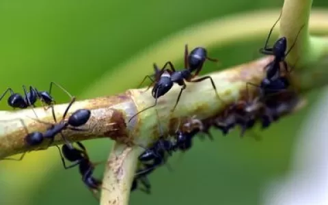 Estudo com formigas revela efeitos do pasto na div