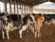 Vendas de carne bovina à China são suspensas após 