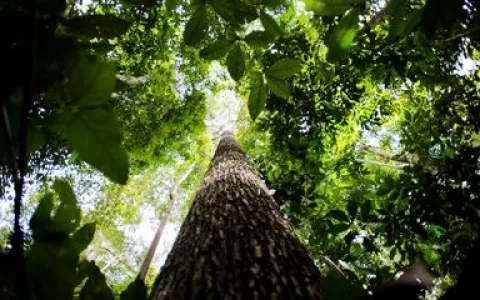Alertas de desmatamento na Amazônia caem 68% em ab