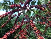 Conab prevê aumento de 7,5% na colheita de café em