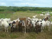 Ciência abre novas oportunidades na produção de caprinos e ovinos