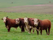 Tecnologia é capaz de prever rebanhos bovinos com 