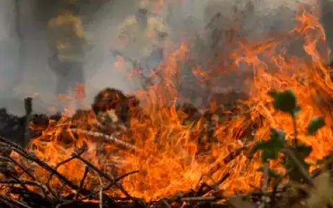 Incêndio no Pantanal tem cenário de animais em fug