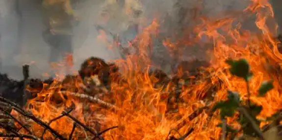 Incêndio no Pantanal tem cenário de animais em fuga e muita ventania 