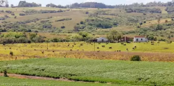Pampa é ameaçado com rápido desaparecimento da fau