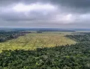 Desmatamento na Amazônia registra maior queda do ano em novembro 