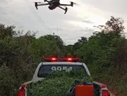 Com uso de drone, PM localiza plantação de maconha