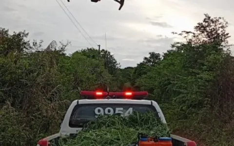 Com uso de drone, PM localiza plantação de maconha