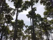 Pagamento por serviços ambientais impulsiona desenvolvimento sustentável na Amazônia