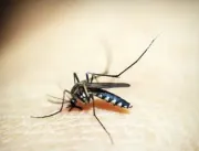 Ministério define esta semana calendário de vacinação contra dengue 