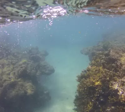 Branqueamento de corais avança no Nordeste, mostra pesquisa 