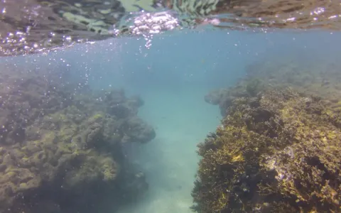 Branqueamento de corais avança no Nordeste, mostra