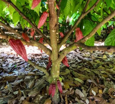 Maior produtor de cacau do Brasil, Pará protege território contra a praga Monilíase