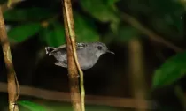 DNAs de pássaros são “cápsulas do tempo” e revelam