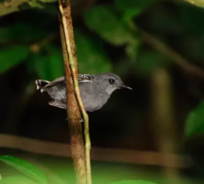 DNAs de pássaros são “cápsulas do tempo” e revelam