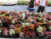 Festival das Flores supera expectativas em Canaã
