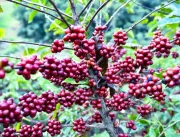 Exportação de café do Brasil cresce e supera 3 mil