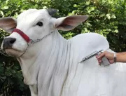 Vacinas obrigatórias em bovinos no Brasil