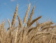 ​Pesquisadores encontram 1.200 toneladas de trigo 