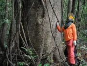 Governo estuda concessão de cinco áreas florestais