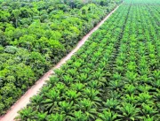 Agro-palma: cancelamento de título e segurança jur