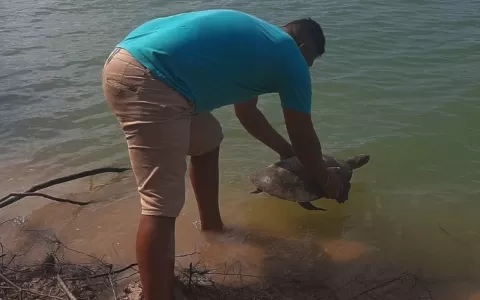Tartarugas em extinção são resgatadas em Aveiro, s
