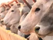 Pará tem município com maior rebanho bovino do Bra