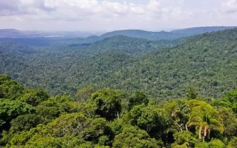 População de Manaus avalia que floresta em pé cont