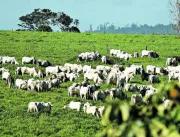 Setor de carnes do Pará tem prejuízos de R$ 6,6 bilhões 