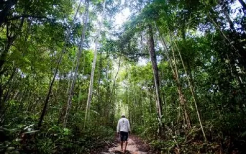 Dez florestas protegidas liberam mais carbono do q