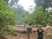 17ª fase da Operação Amazônia Viva faz apreensões 