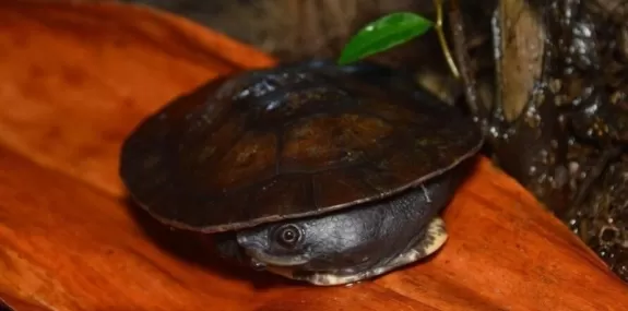 Nova tartaruga totalmente diferente é descoberta n