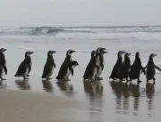 Número de pinguins na costa brasileira é 20% maior em 2021 