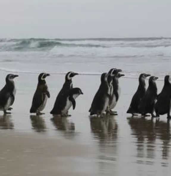 Número de pinguins na costa brasileira é 20% maior