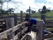 Alerta: gado deve ser vacinado até dia 31 no Pará 