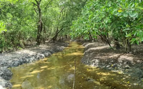 Conservação de manguezais gera impactos climáticos