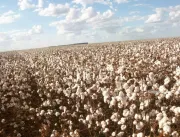 Embrapa e Abapa lançam tecnologia que envia alertas do avanço de doenças da soja e do algodão