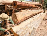 Pará faz 1º leilão de madeira apreendida em fiscal
